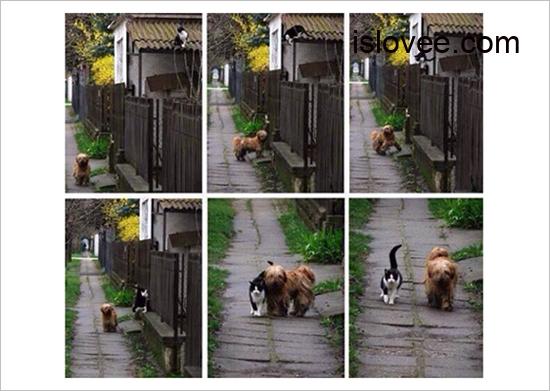 The friendship of animal friends.