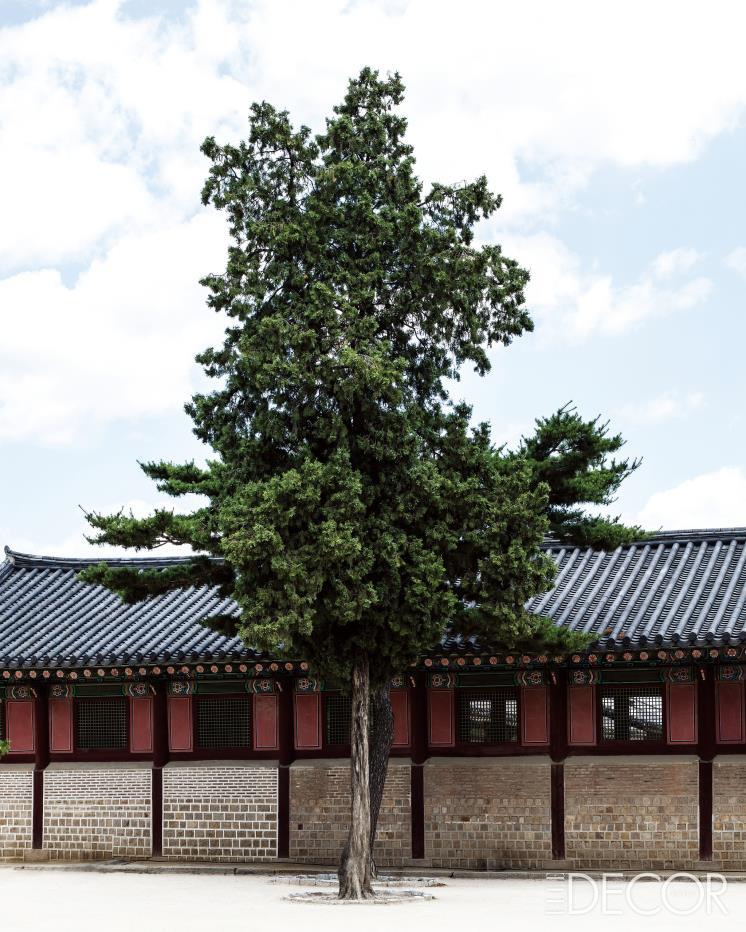 서울의 경복궁과 커다란 나무 한 그루. 위풍당당하다. 